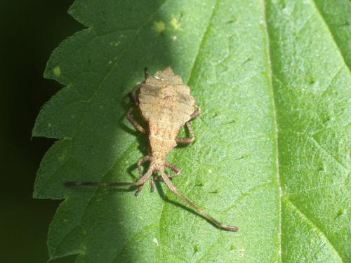 Réf. 287 905 : Coreus marginatus